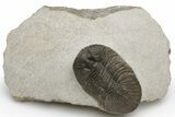 Bargain, Scabriscutellum Trilobite - Morocco #229746-3